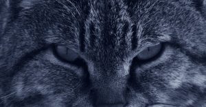 cat trees image