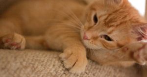 cat trees image