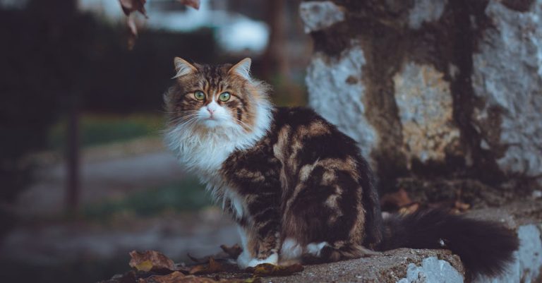cat trees image