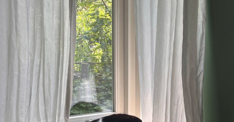 cat trees image